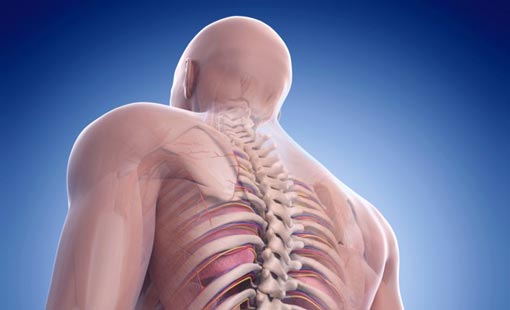 ما بين الصلب والترائب